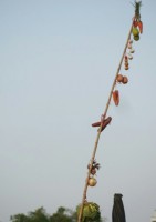 p1090154_edit0-picsay