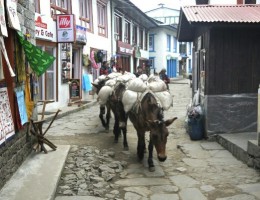 p1110300_edit0-picsay